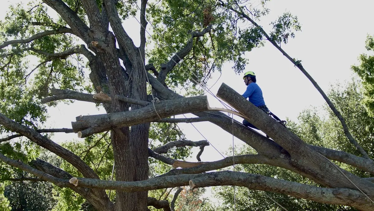 Professional Crown Thinning performed by certified arborists in Winchester